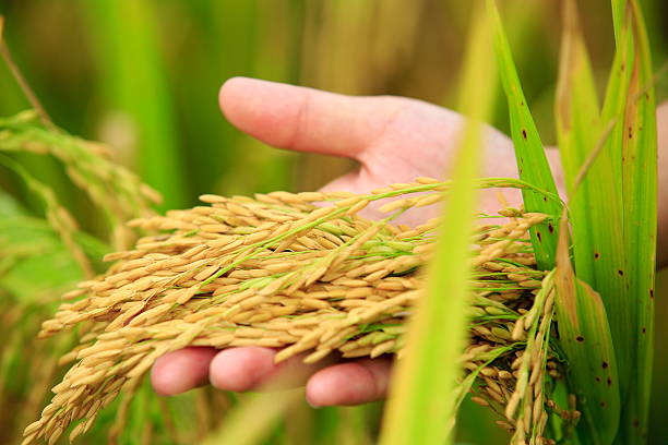 hand hold yellow rice grain  at field